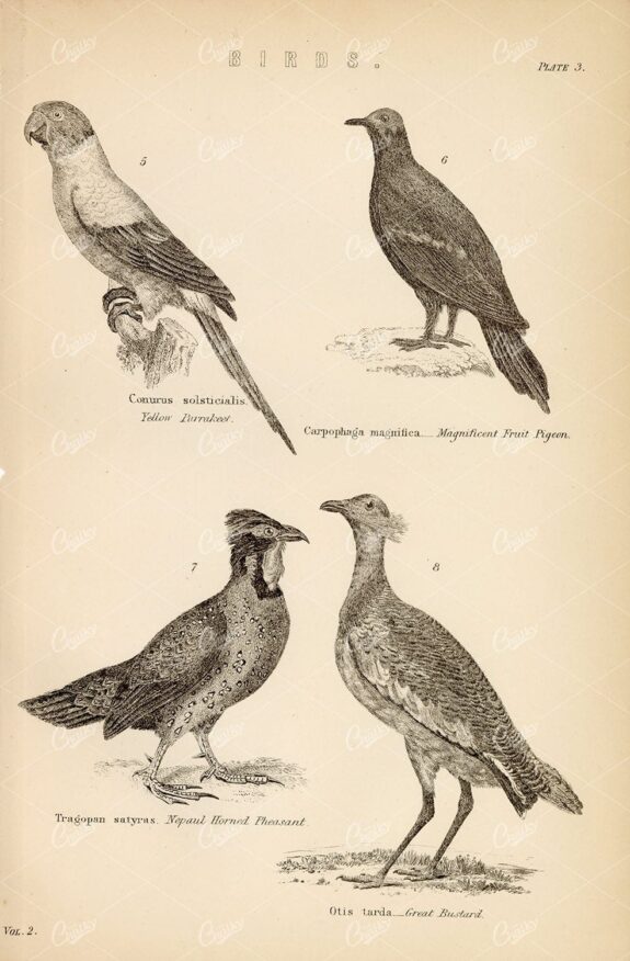 BIRDS - Parrakeet, Pigeon, Pheasant, Bustard, Antique 1800s Artwork