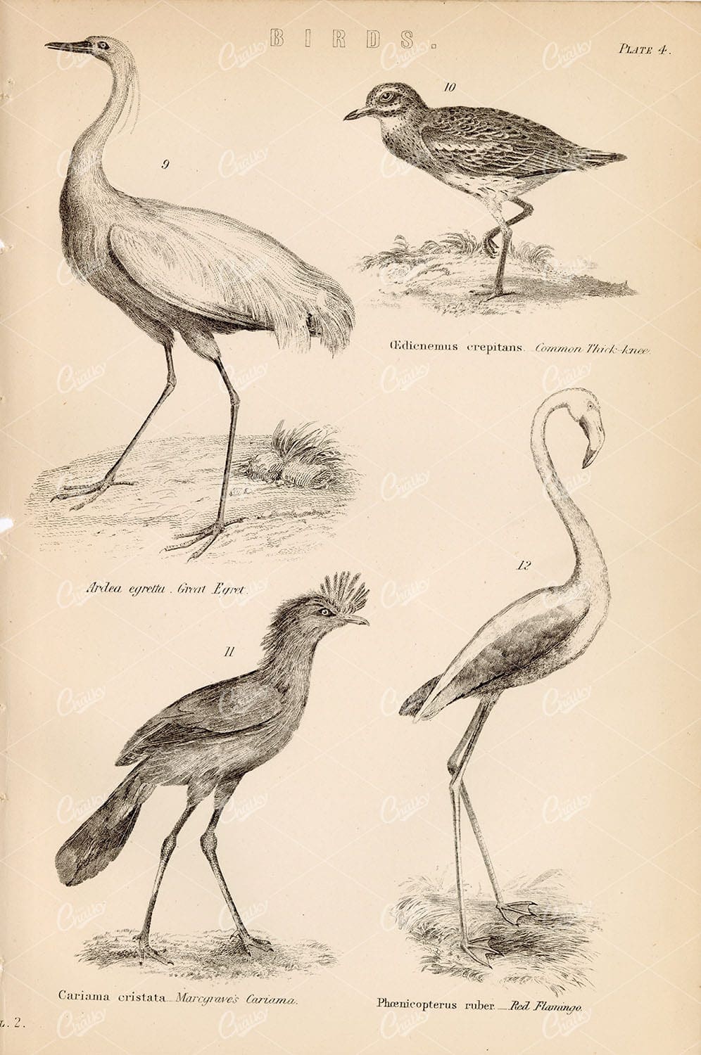 BIRDS - Great Egret, Red Flamingo, Cariama. Antique 1880's Artwork