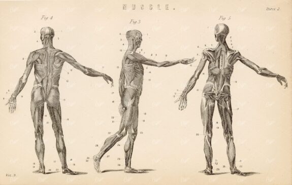 ANATOMY Human Muscles. Antique 1880 Print