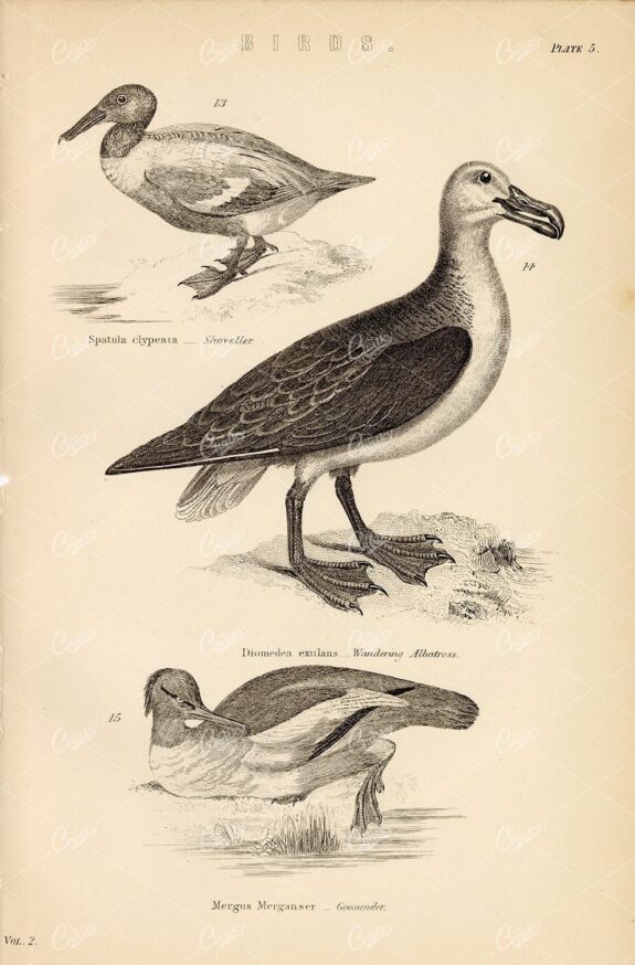 BIRDS - Shoveller, Wandering Albatross, Goosander. Antique 1880's Artwork