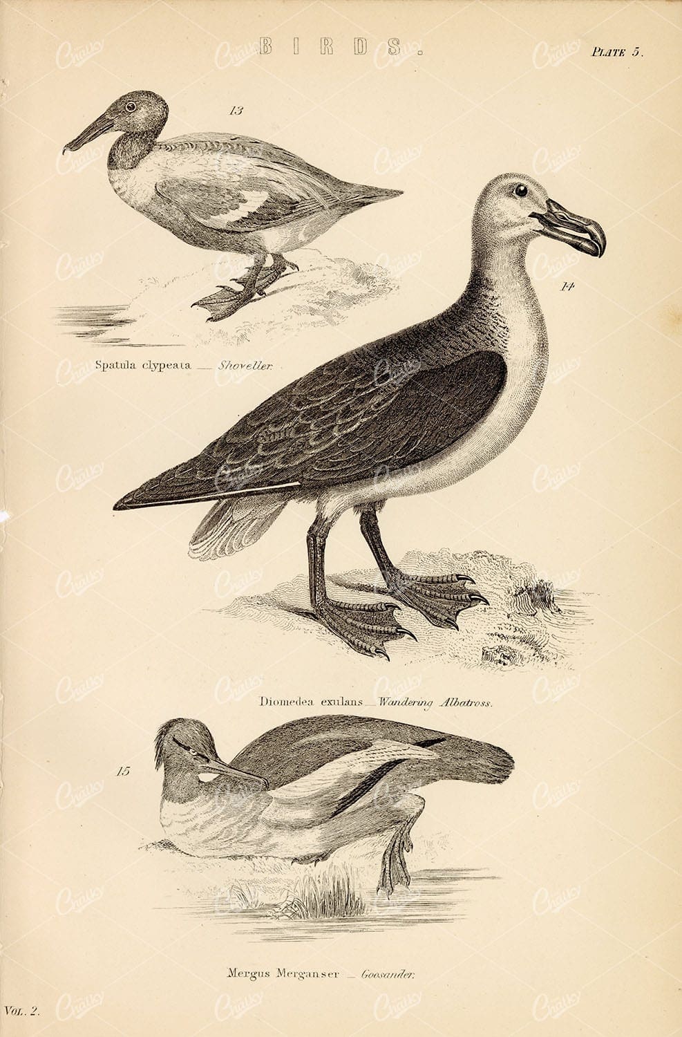 BIRDS - Shoveller, Wandering Albatross, Goosander. Antique 1880's Artwork