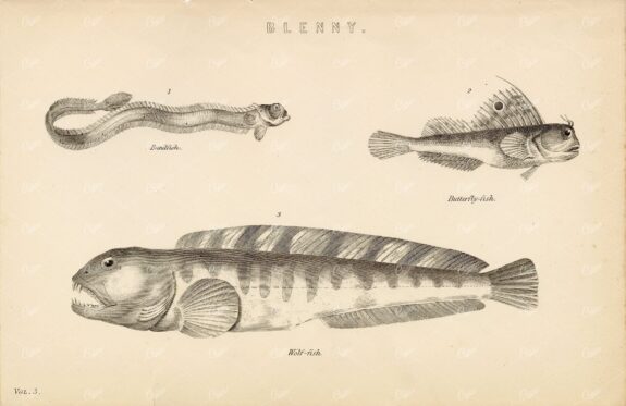 BLENNY Fish - Bandfish, Butterfly-Fish, Wolf-Fish. Antique 1880's Artwork