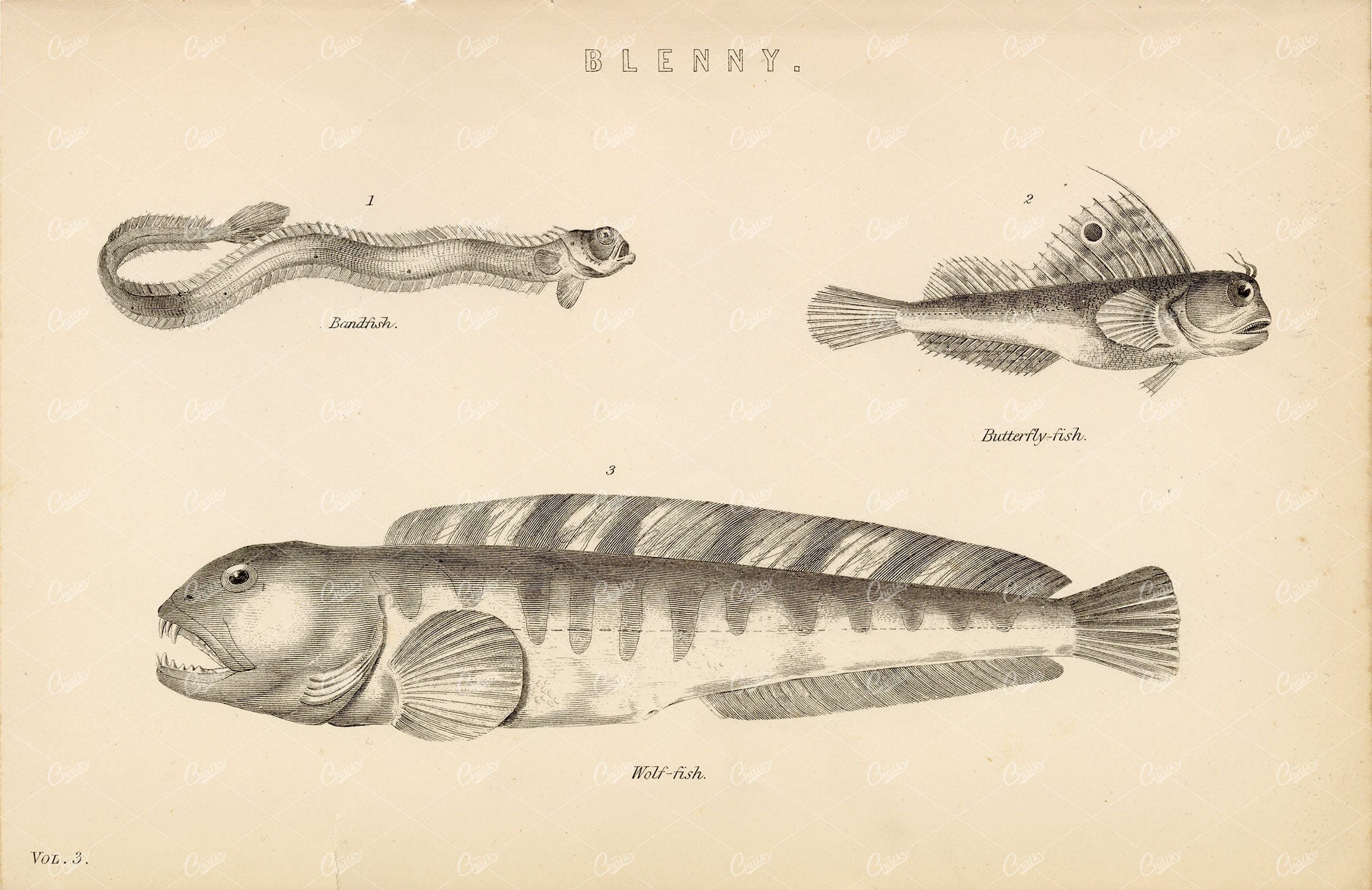 BLENNY Fish - Bandfish, Butterfly-Fish, Wolf-Fish. Antique 1880's Artwork