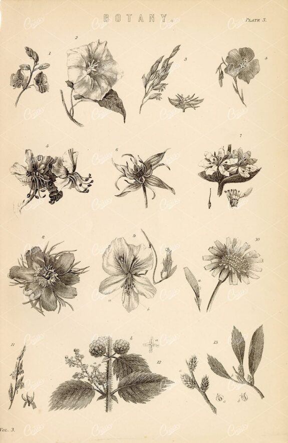 BOTANY - Various Botanical Species - Antique 1880's Artwork