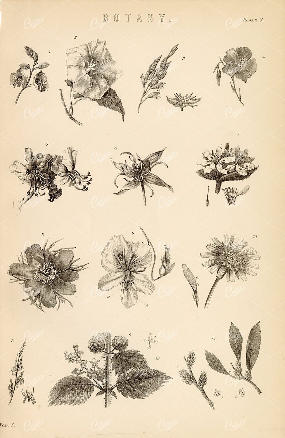 BOTANY - Various Botanical Species - Antique 1880's Artwork