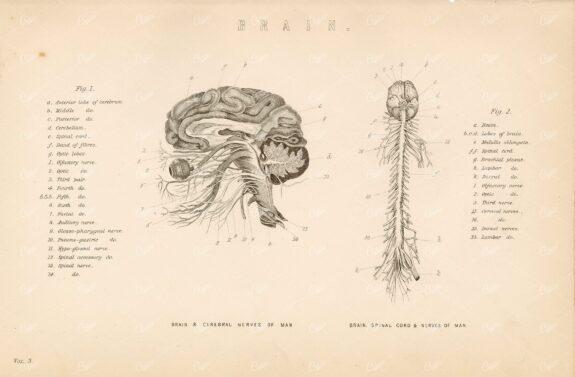 ANATOMY - The Human Brain, Spinal Cord and Nerves. Antique 1880's Artwork