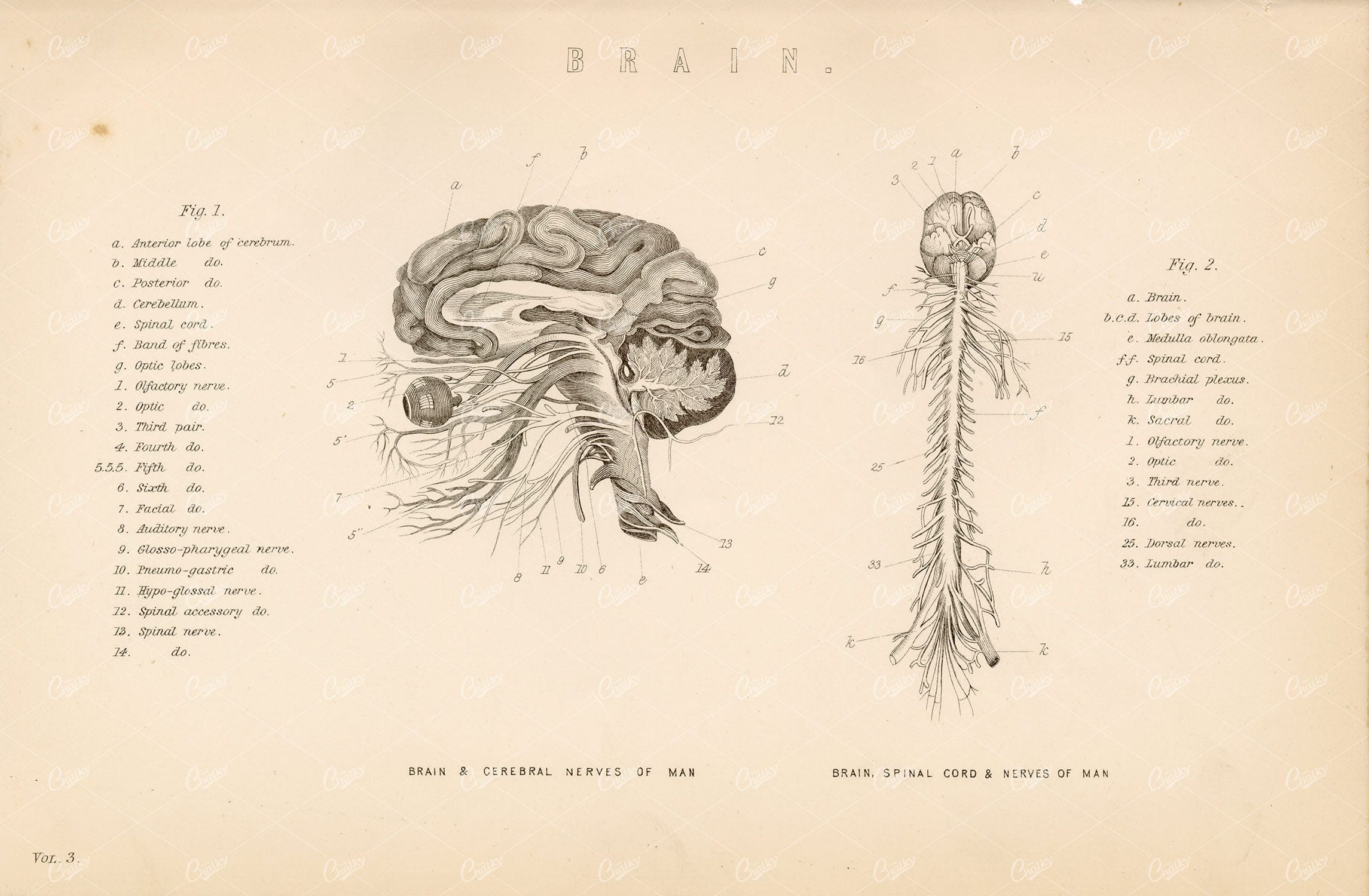 ANATOMY - The Human Brain, Spinal Cord and Nerves. Antique 1880's Artwork