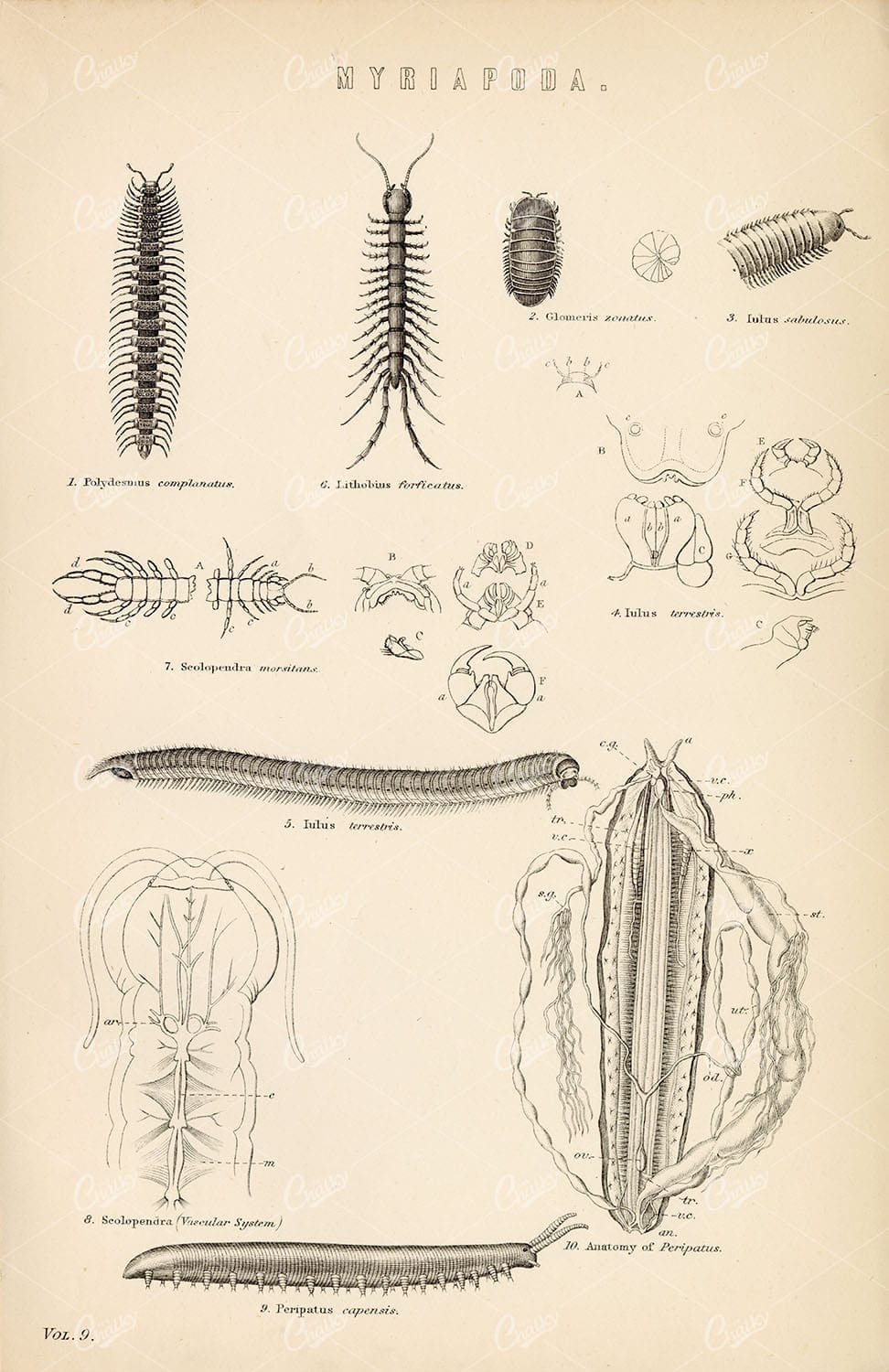 MYRIAPODA, Arthropods. Millipedes, Centipedes. 1880 Print