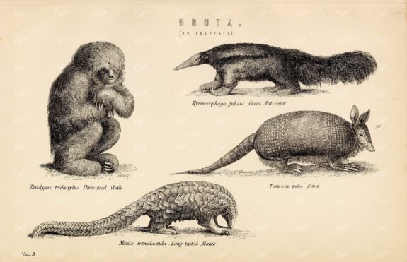 MAMMALS - Edentata - Great Ant-Eater, Sloth, Manis. Antique 1880's Artwork