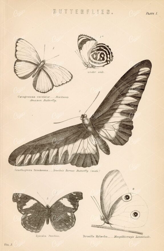 INSECTS - Butterflies - Amazon, Brooke's Borneo, Antique 1800's Artwork