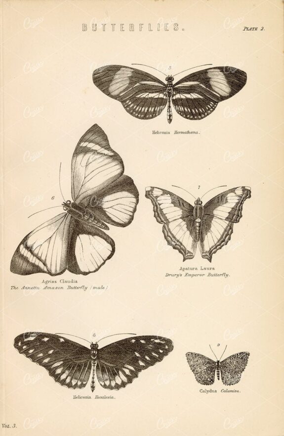 INSECTS - Emperor Butterfly, Amazon, Calamisa. Antique 1800's Artwork