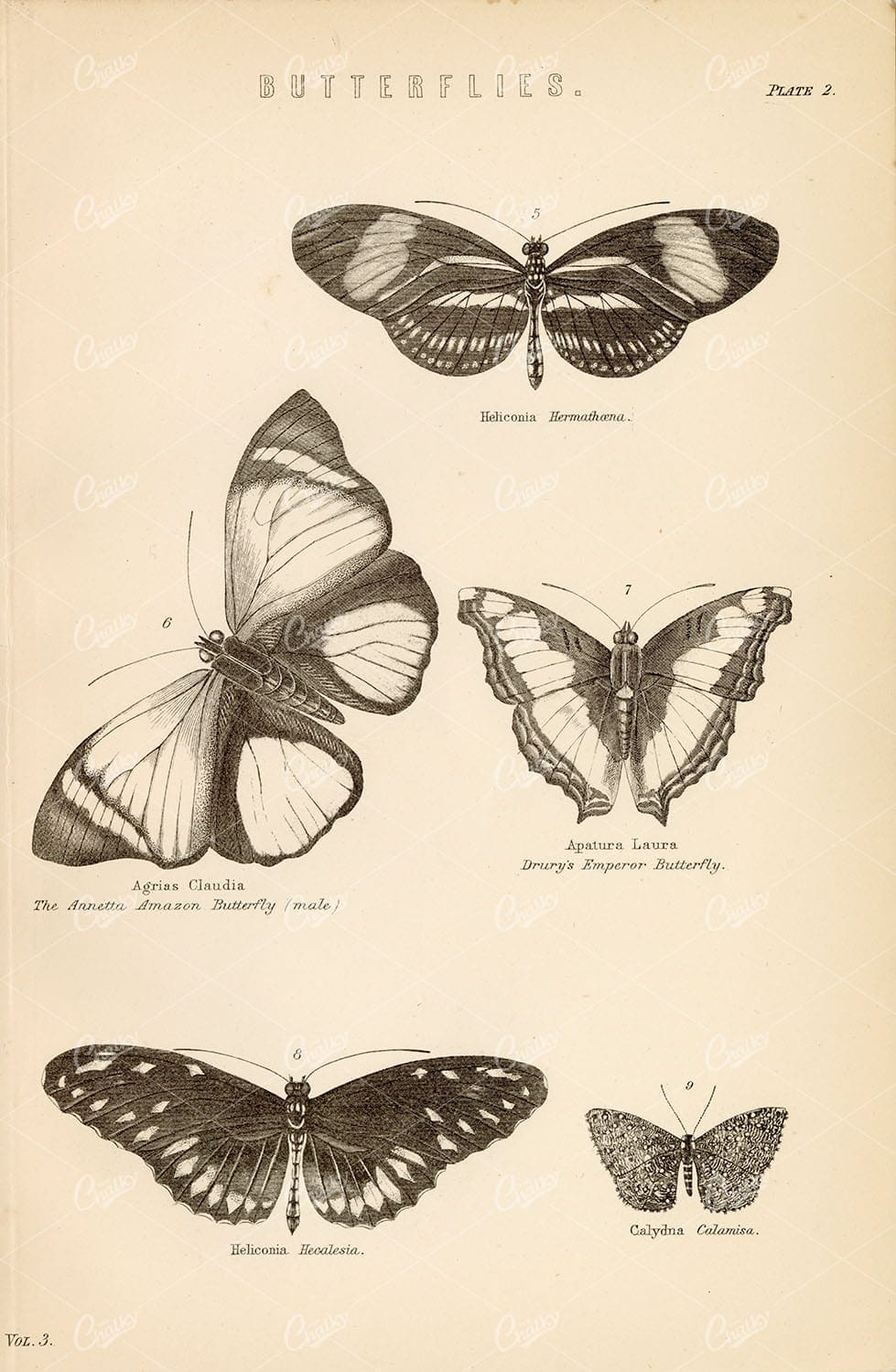 INSECTS - Emperor Butterfly, Amazon, Calamisa. Antique 1800's Artwork