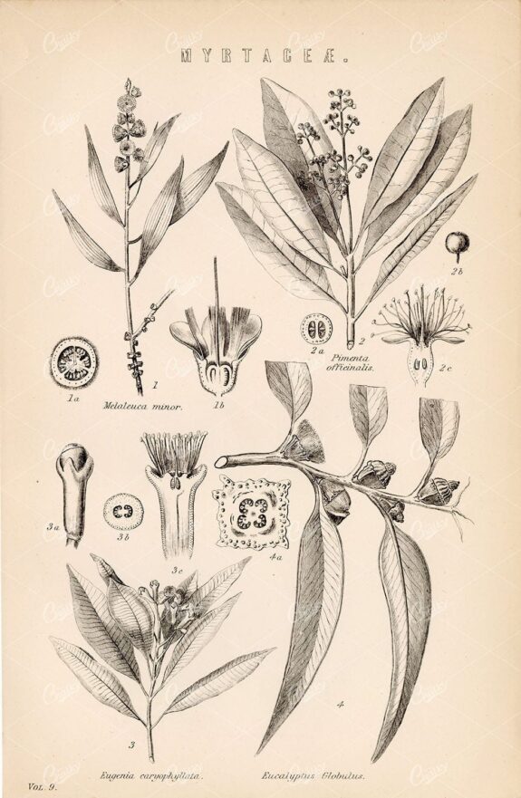BOTANICAL Myrtaceae. Myrtle Plants. Antique Encyclopaedia Print