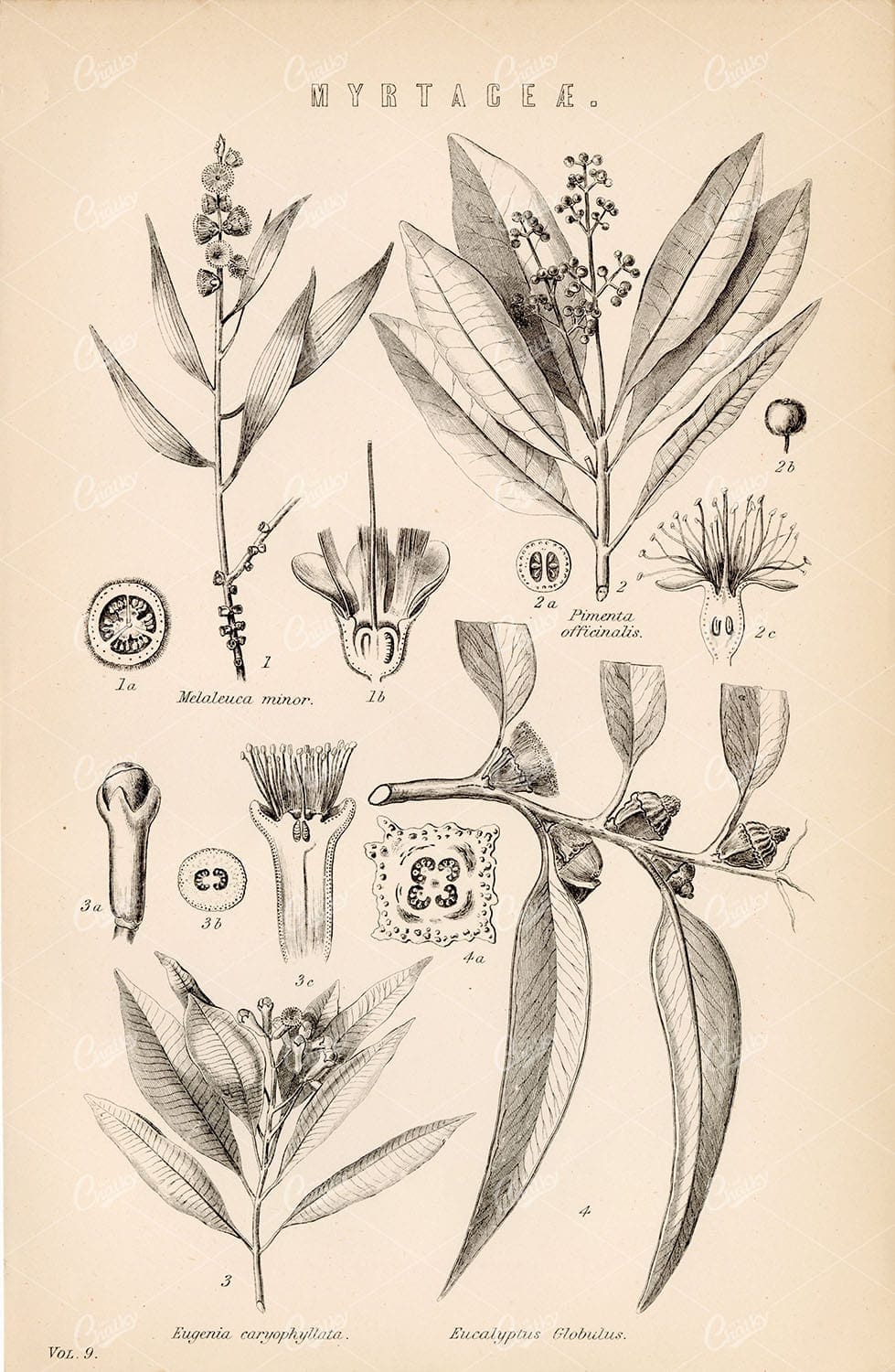 BOTANICAL Myrtaceae. Myrtle Plants. Antique Encyclopaedia Print