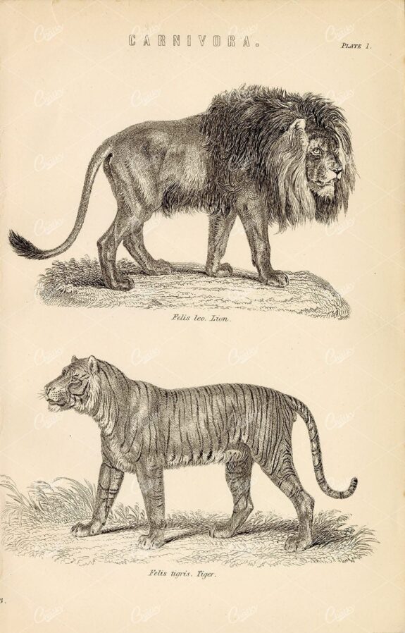 MAMMALS - Carnivora - Lion and Tiger. Antique 1800's Artwork