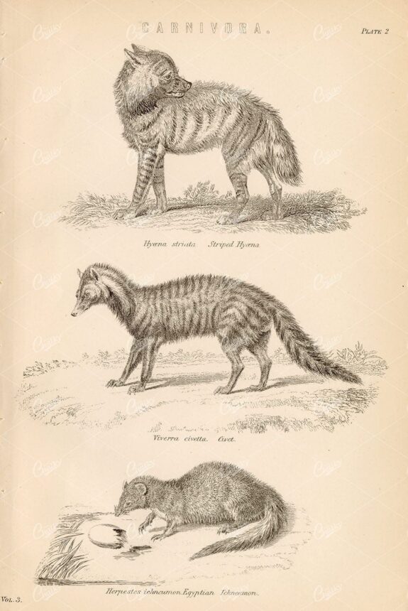 ANIMALS - Carnivora - Hyaena, Civet, Egyptian Ichneumon. 1880's Print