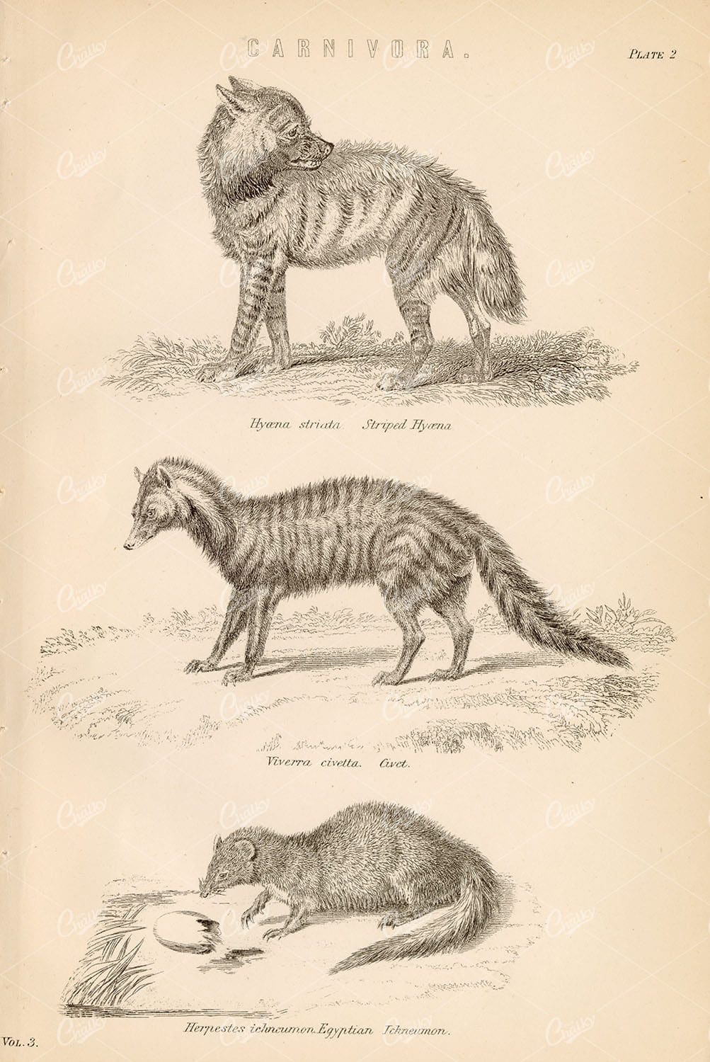 ANIMALS - Carnivora - Hyaena, Civet, Egyptian Ichneumon. 1880's Print