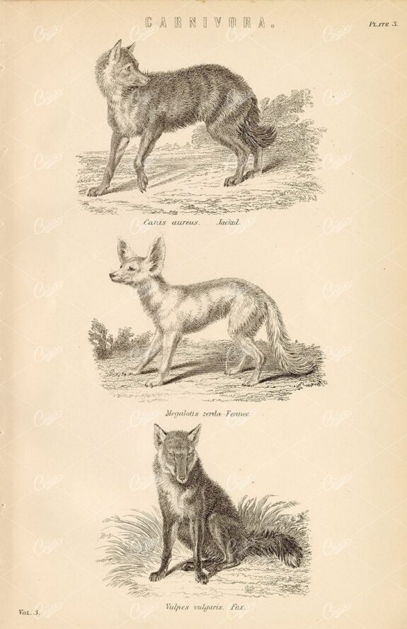 ANIMALS - Carnivora - Jackal, Fennec, Fox. Antique Encyclopaedia Plate