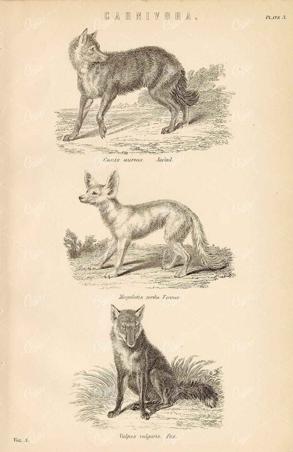 ANIMALS - Carnivora - Jackal, Fennec, Fox. Antique Encyclopaedia Plate