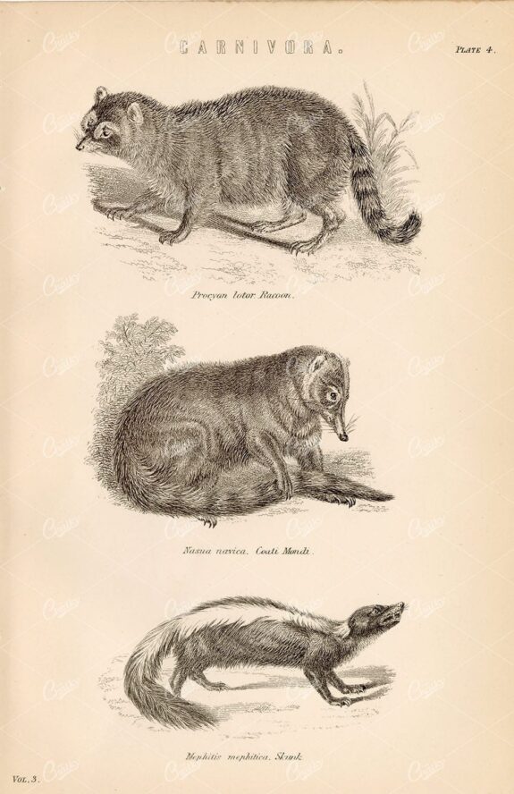 NATURE - Carnivora - Raccoon, Coati Mondi, Skunk. 1880 Encyclopaedia Plate