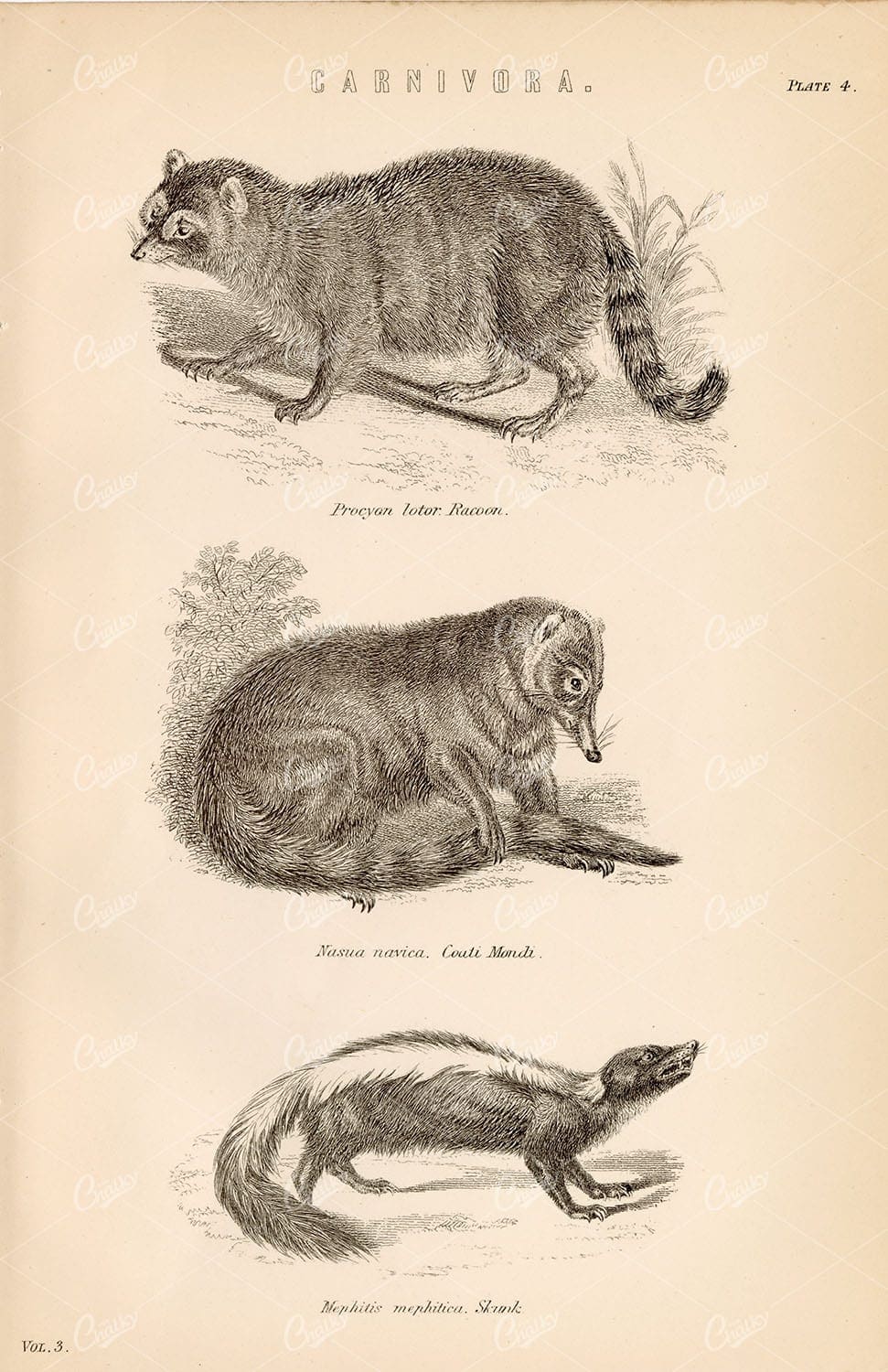 NATURE - Carnivora - Raccoon, Coati Mondi, Skunk. 1880 Encyclopaedia Plate