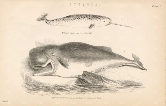 MARINE Life - Cetacea - Narwhal, Spermaceti Whale. 1880's Illustration