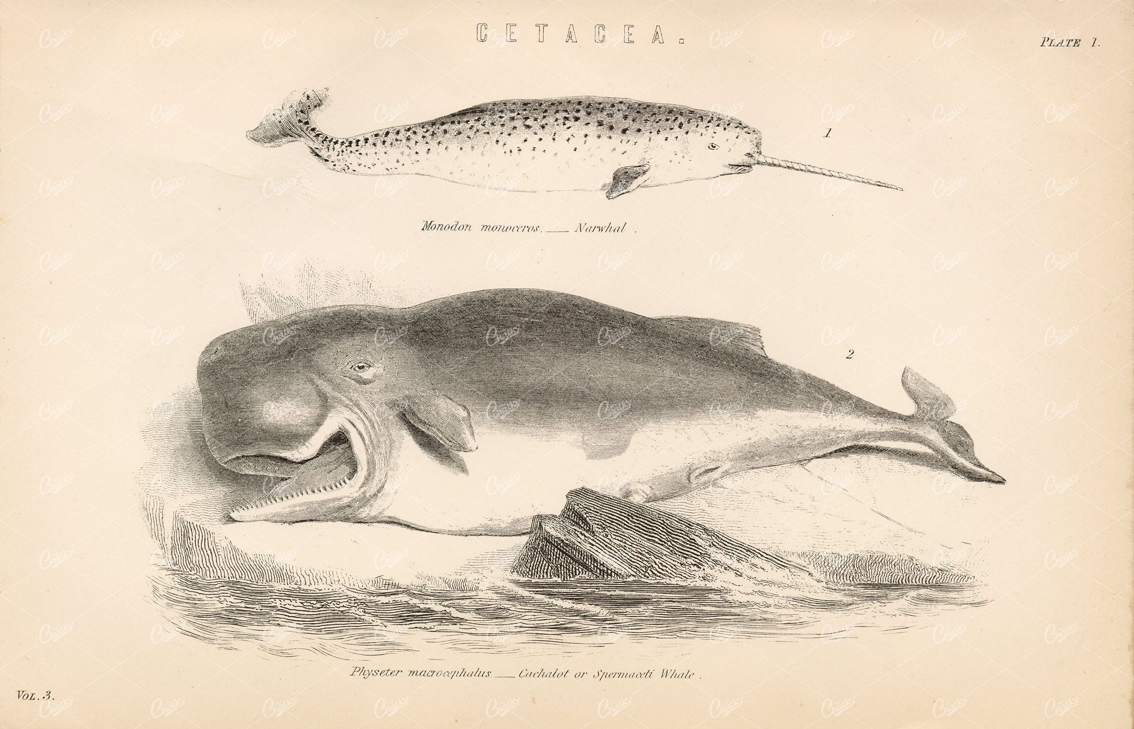 MARINE Life - Cetacea - Narwhal, Spermaceti Whale. 1880's Illustration
