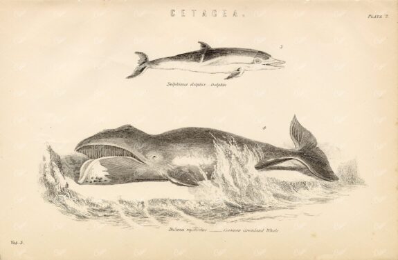 MARINE Life - Dolphin, Greenland Whale. 1880's Illustration
