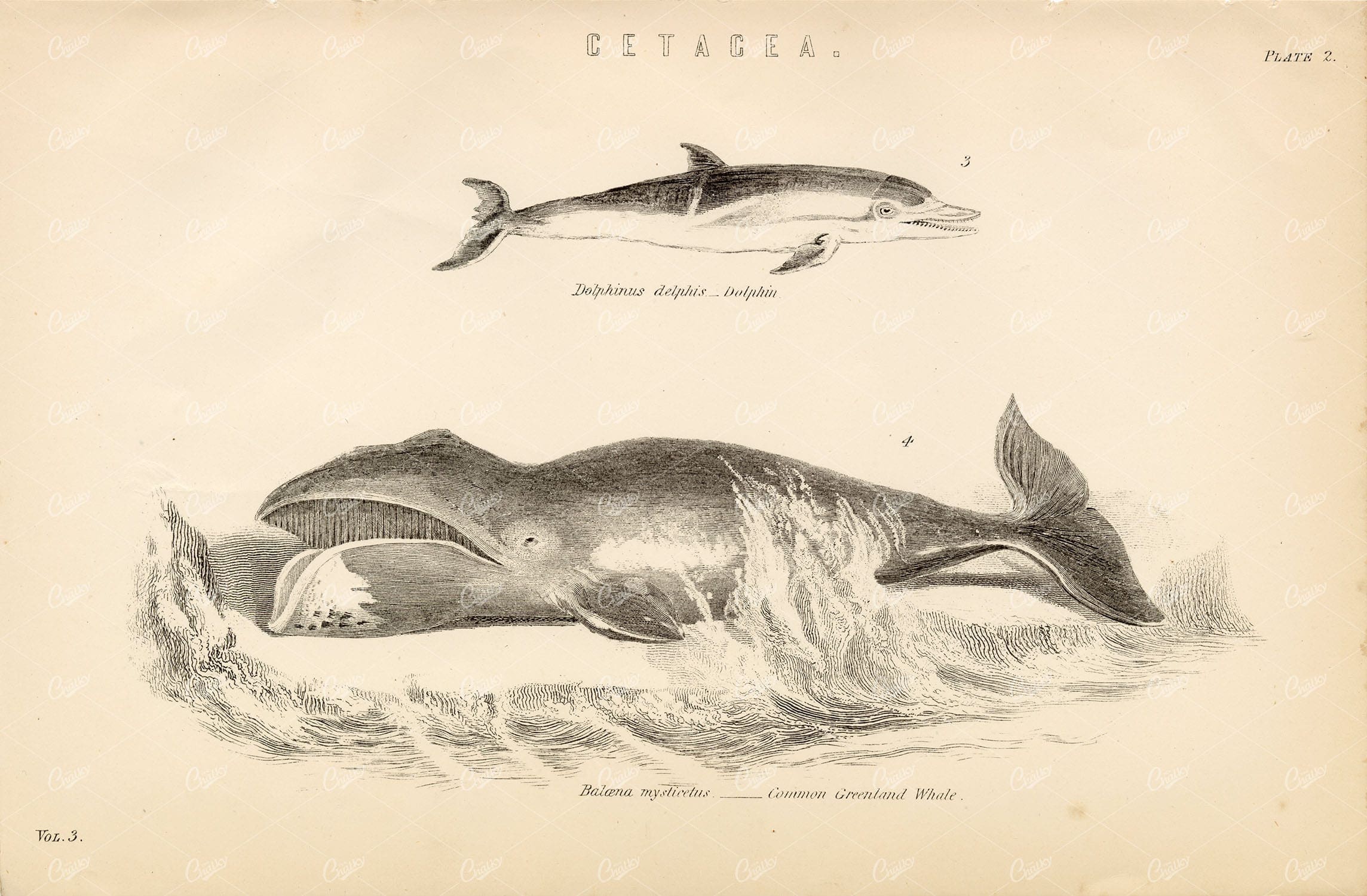MARINE Life - Dolphin, Greenland Whale. 1880's Illustration