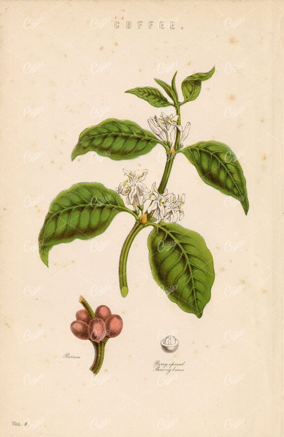 BOTANICAL - Coffee Plant and Berries - Antique Encyclopaedia Artwork