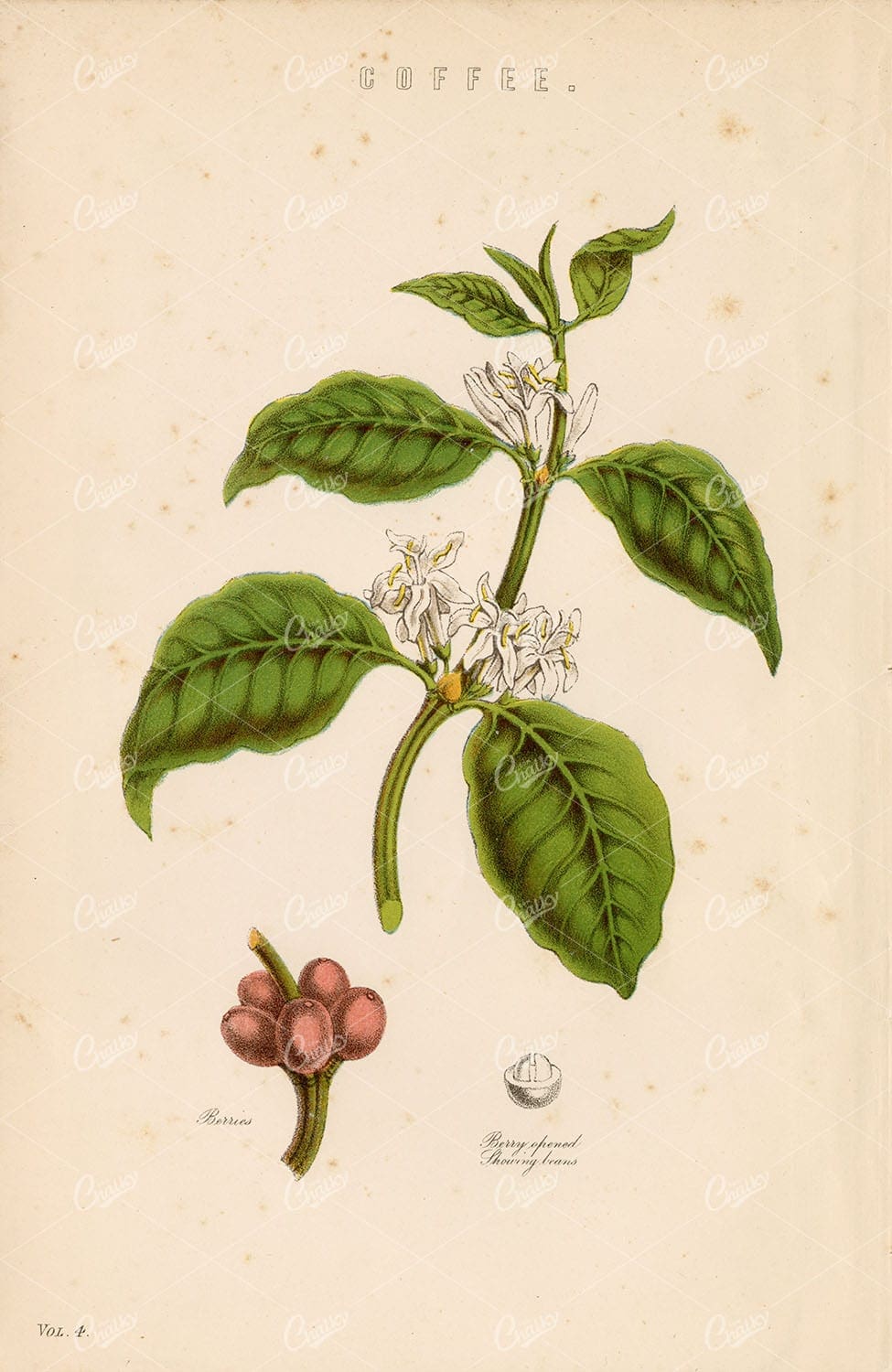 BOTANICAL - Coffee Plant and Berries - Antique Encyclopaedia Artwork