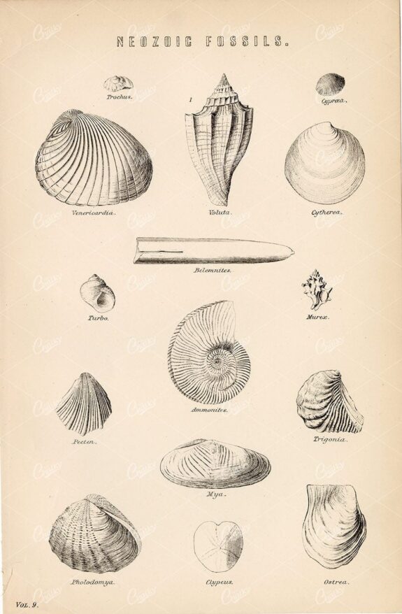 FOSSILS Neozoic. Voluta, Cytherea, Ammonites, Pecten. Antique Print