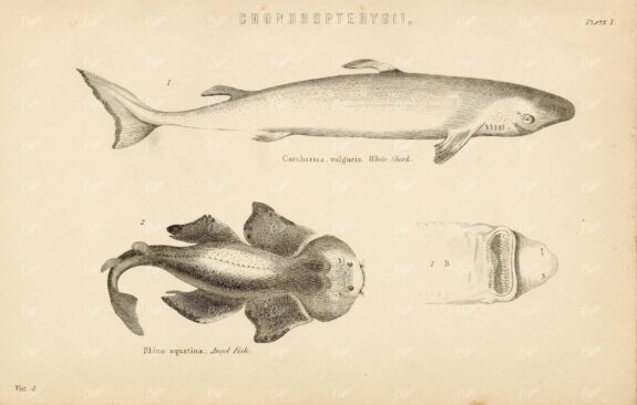 CHONDROPTERYGII - White Shark, Angel Fish - Antique Artwork