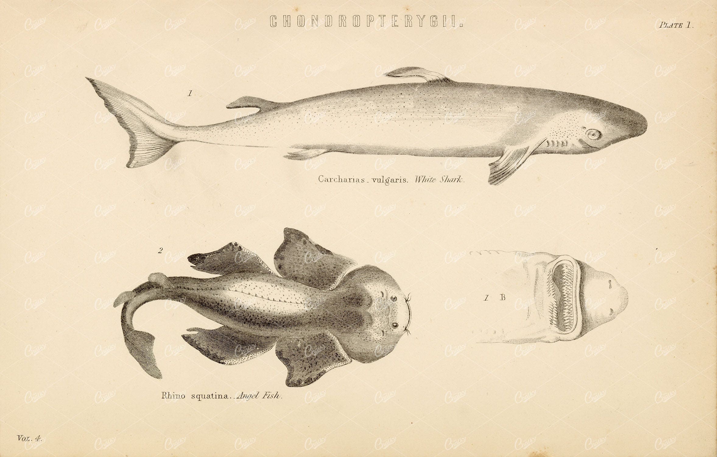 CHONDROPTERYGII - White Shark, Angel Fish - Antique Artwork