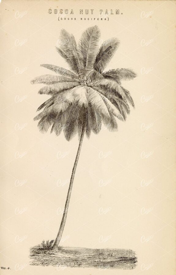 BOANICAL - Coconut Palm Tree, Original Vintage 1880 Artwork