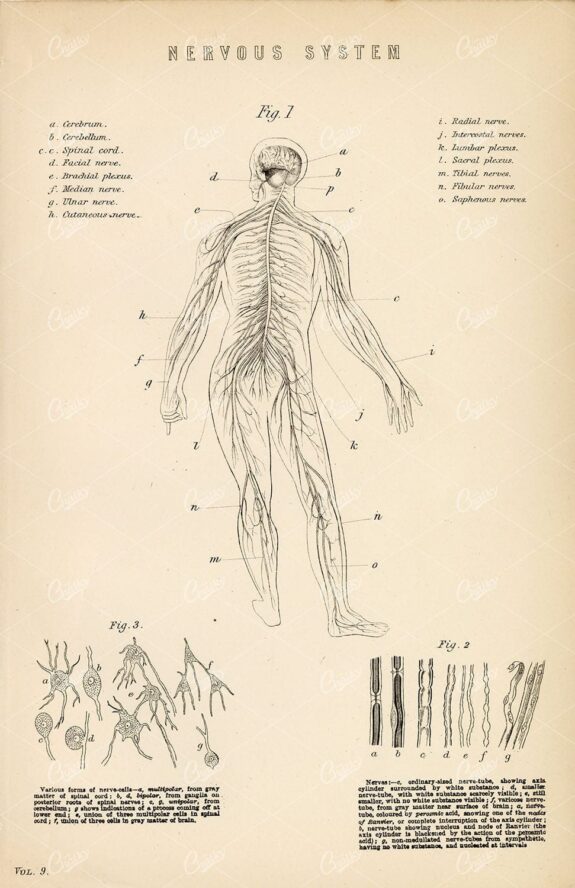 ANATOMY Human Nervous System. Antique 1880 Print