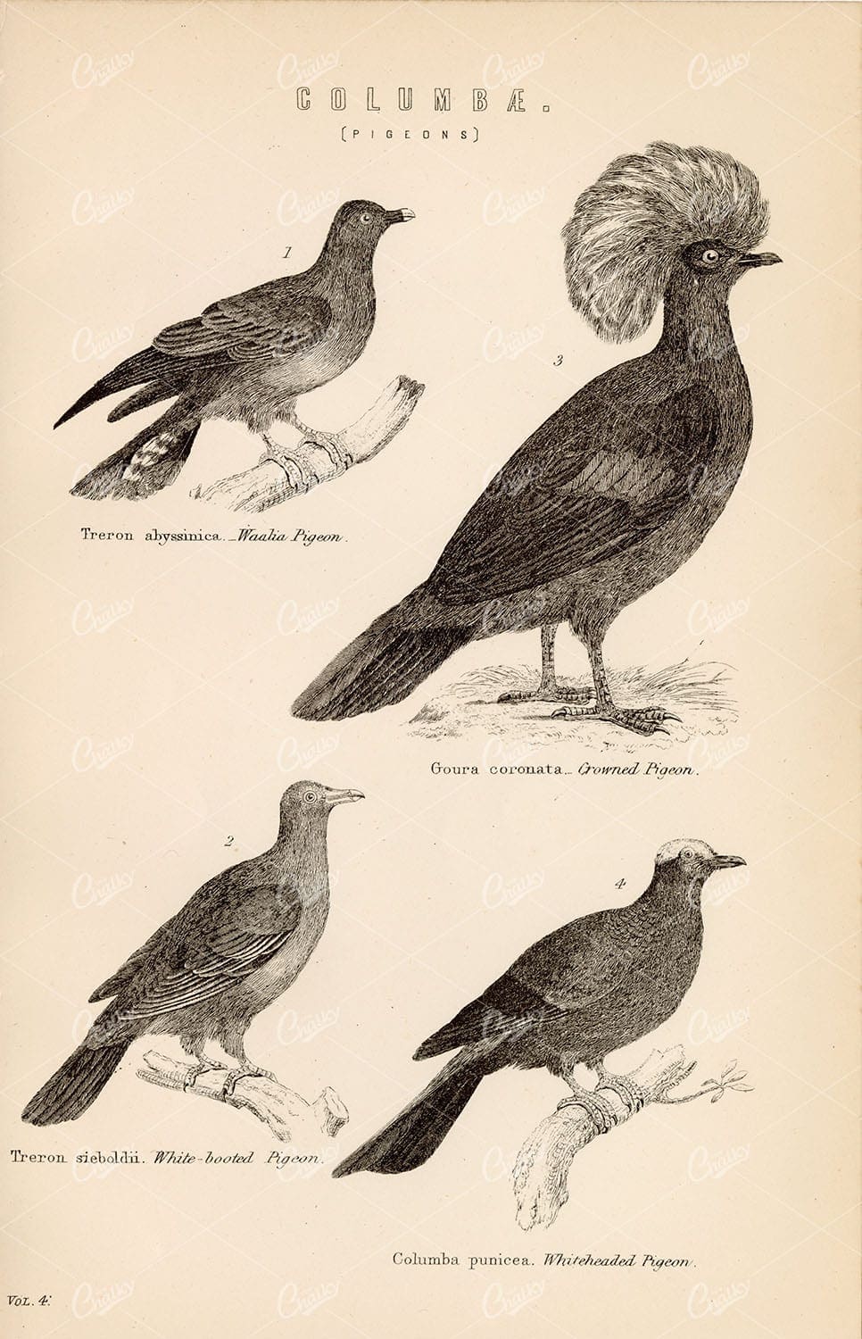 COLUMBAE (Pigeons) - Crowned, White-Booted, Whiteheaded. Antique 1880 Art