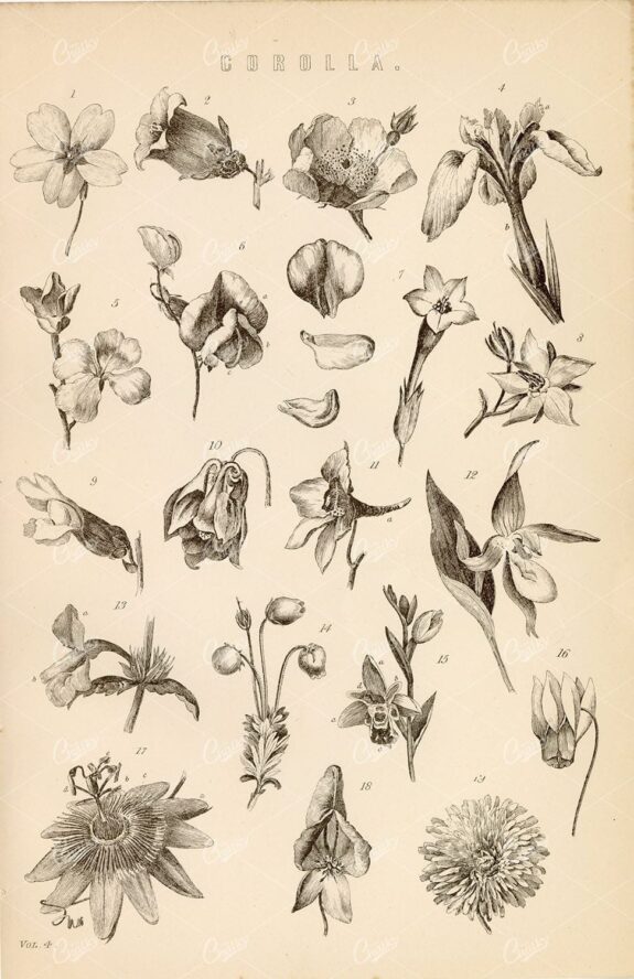 BOTANICAL - Various Species of Petals (Corolla) - 1880 Vintage Print