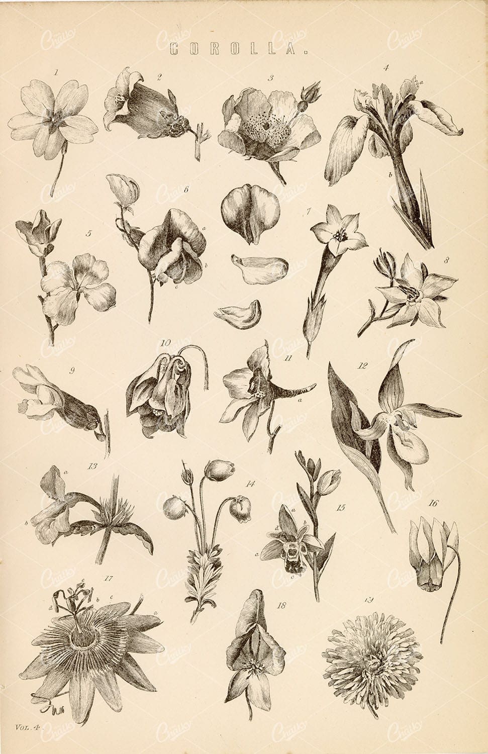 BOTANICAL - Various Species of Petals (Corolla) - 1880 Vintage Print