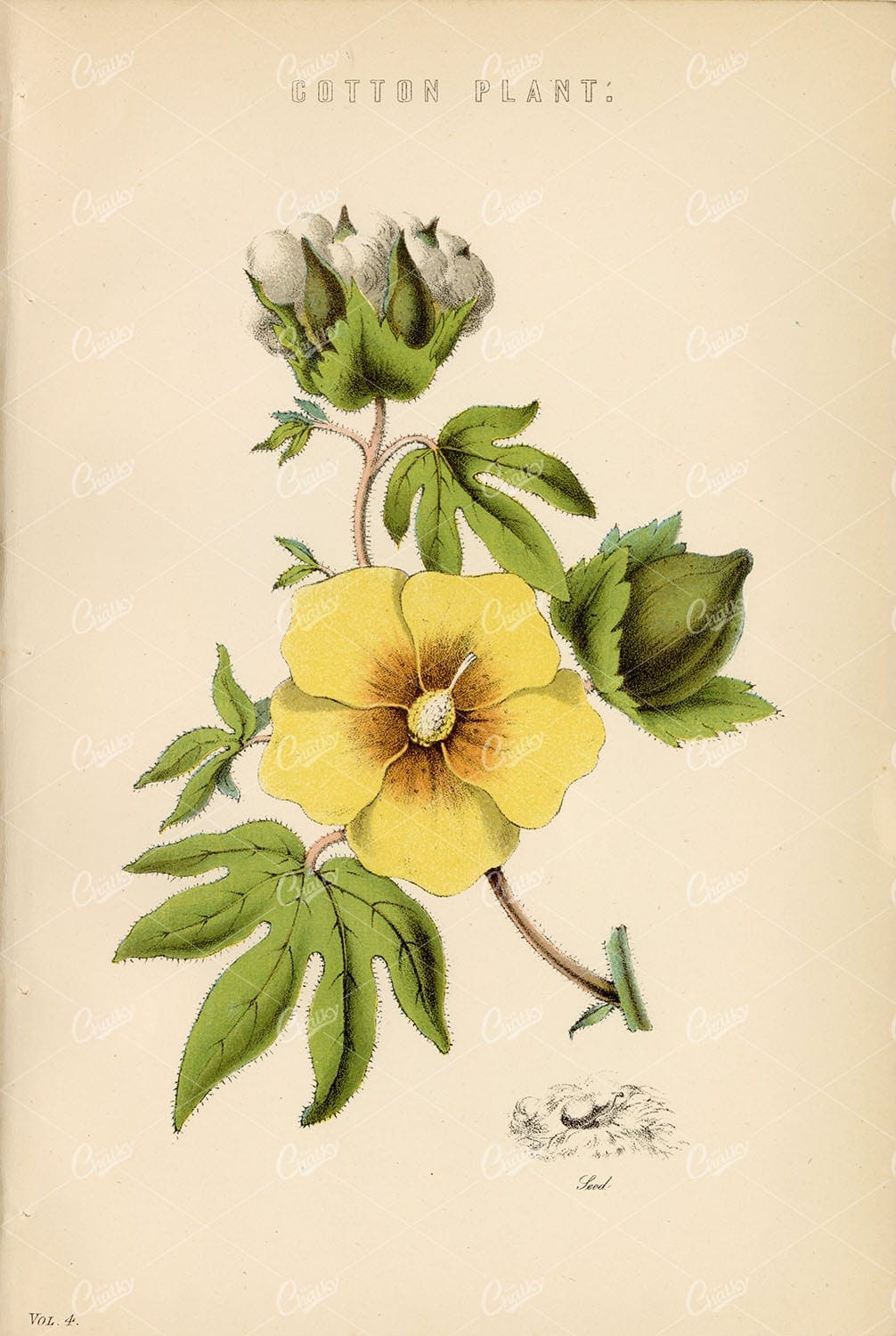 BOTANICAL - Cotton Plant and Seed - 1880 Antique Print