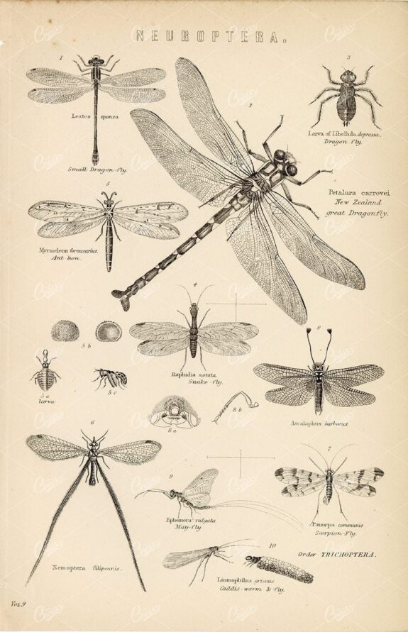 NEUROPTERA Insects. Dragonfly, Scorpion Fly, May-Fly. Vintage 1880 Print