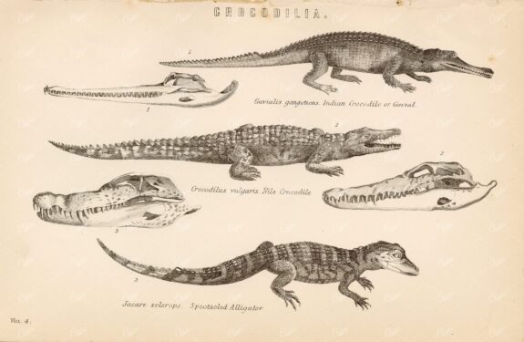 REPTILE - Indian Crocodile, Nile, Spectacled Alligator - Antique 1880 Print