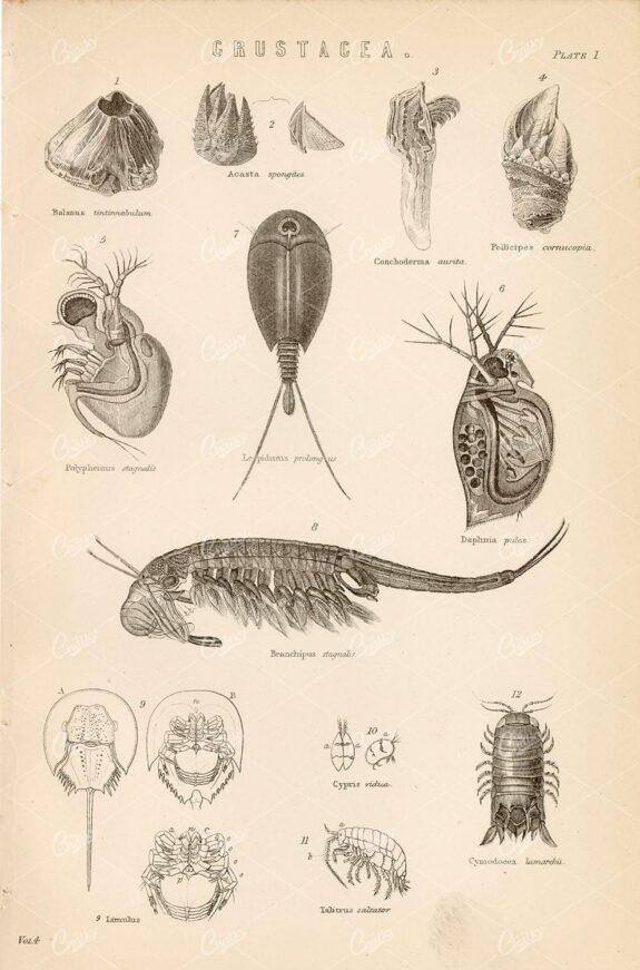 MARINE Life - Various Crustacea Species - Antique 1880 Print