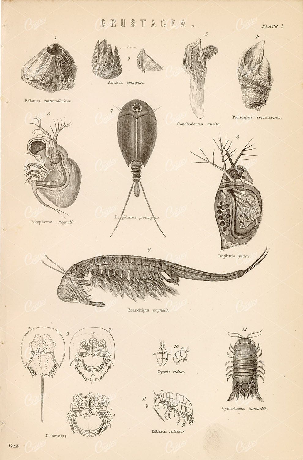 MARINE Life - Various Crustacea Species - Antique 1880 Print