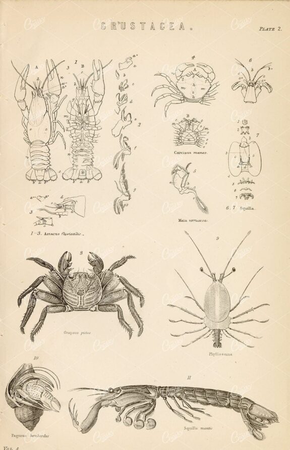 MARINE Life - Various Crustacea Species - Antique 1880 Artwork