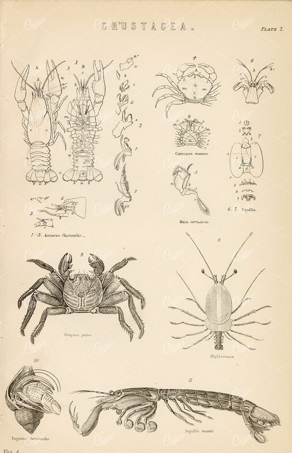 MARINE Life - Various Crustacea Species - Antique 1880 Artwork