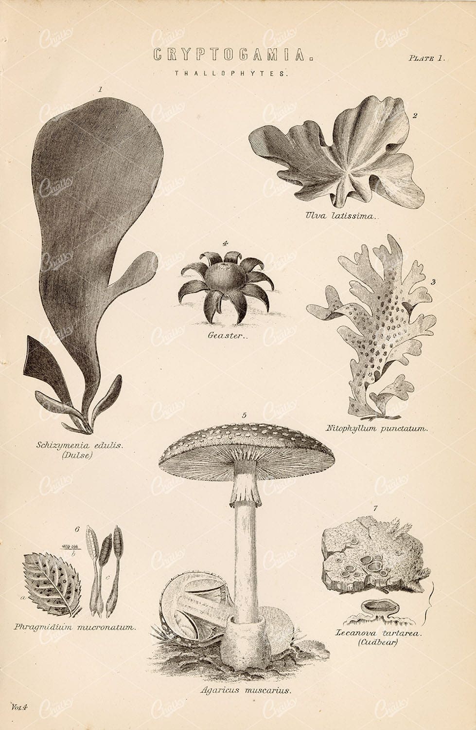 BOTANICAL - Cryptogamia (Thallophytes) - 1880's Original Artwork