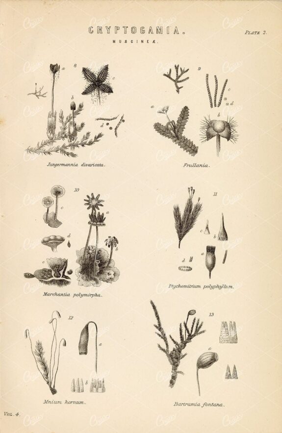 BOTANICAL - Cryptogamia (Muscinae) - 1880's Original Artwork