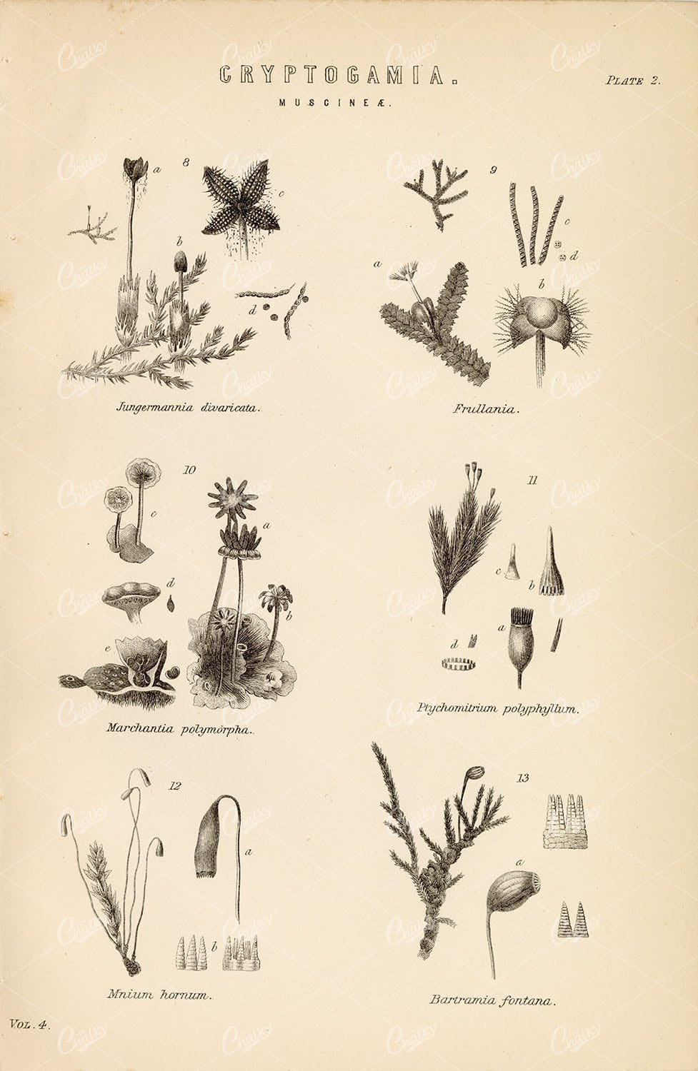 BOTANICAL - Cryptogamia (Muscinae) - 1880's Original Artwork
