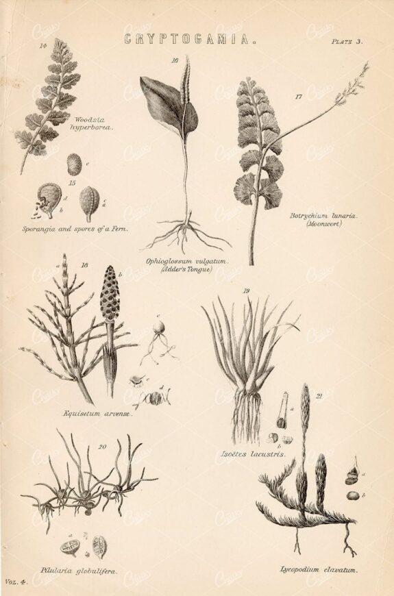 BOTANICAL - Cryptogamia - 1880's Original Artwork